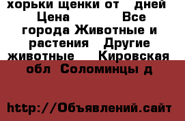 хорьки щенки от 35дней › Цена ­ 4 000 - Все города Животные и растения » Другие животные   . Кировская обл.,Соломинцы д.